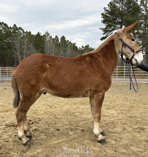 "Sorrel" Sorrel Gelding Mule