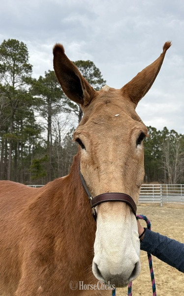 North Carolina "Sorrel" Sorrel Gelding Mule