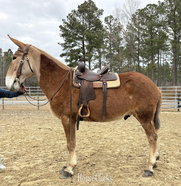 "Sorrel" Sorrel Gelding Mule - Mule in North Carolina