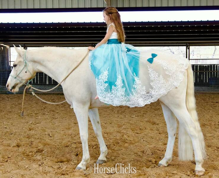 "Tango " Palomino Gelding Quarter Horse in Texas