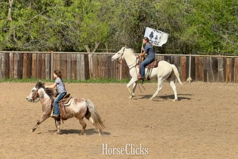 "Tango " Palomino Gelding Quarter Horse
