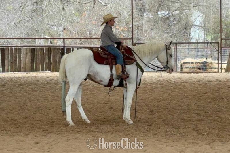 Texas "Tango " Palomino Gelding Quarter Horse
