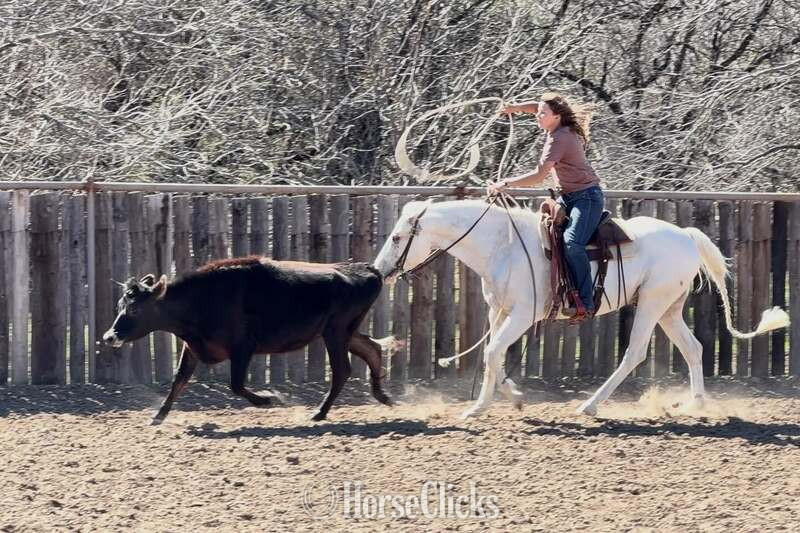 "Tango " Palomino Gelding Quarter Horse - Quarter Horse in Texas