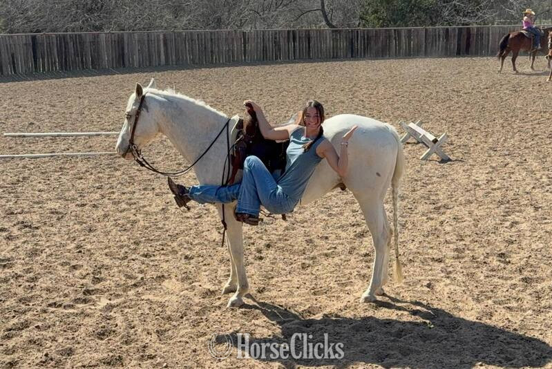 "Tango " Palomino Gelding Quarter Horse - Quarter Horse