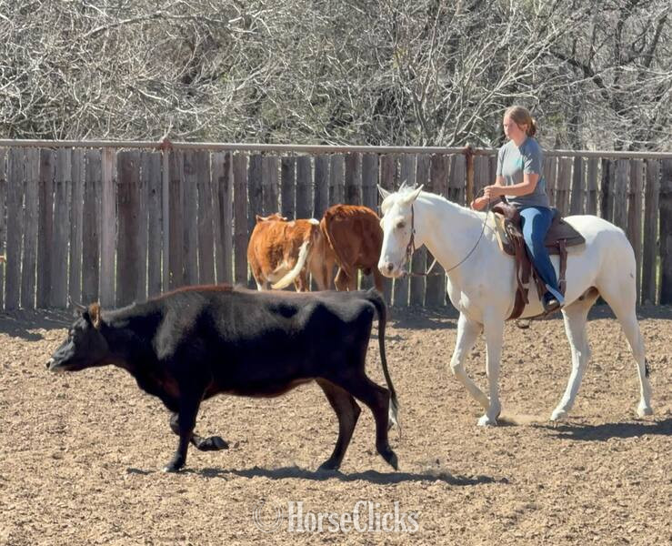 Quarter Horse - "Tango " Palomino Gelding Quarter Horse in Texas