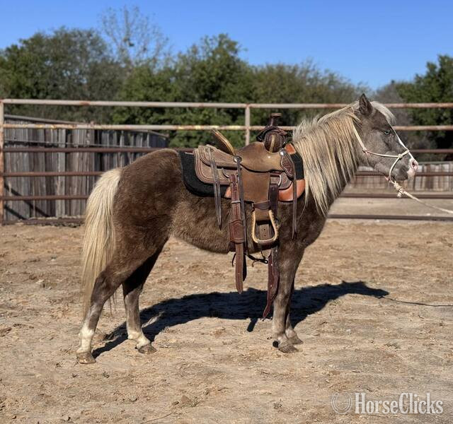 "Malibu" Chocolate Mare Pony