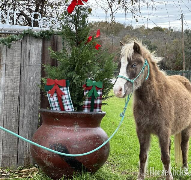 Texas "Malibu" Chocolate Mare Pony