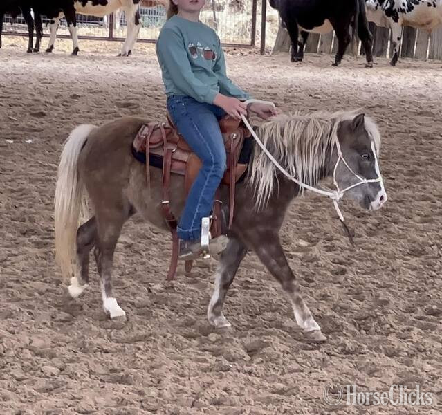 "Malibu" Chocolate Mare Pony - Pony in Texas