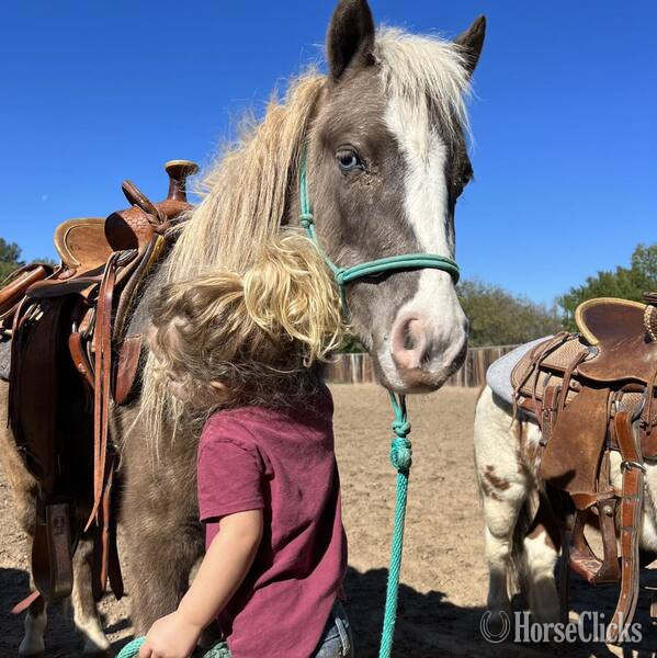 "Malibu" Chocolate Mare Pony Texas