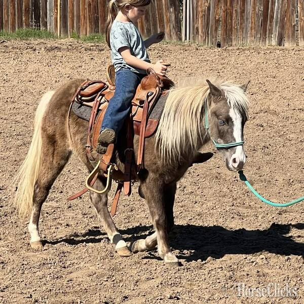 Pony - "Malibu" Chocolate Mare Pony in Texas