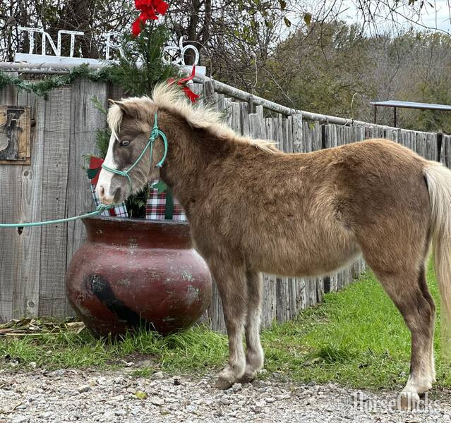 Pony - "Malibu" Chocolate Mare Pony