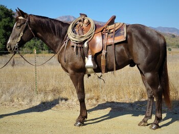 "STARLIGHT TROOPER" Brown Gelding Quarter Horse