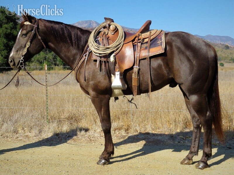 "STARLIGHT TROOPER" Brown Gelding Quarter Horse in California