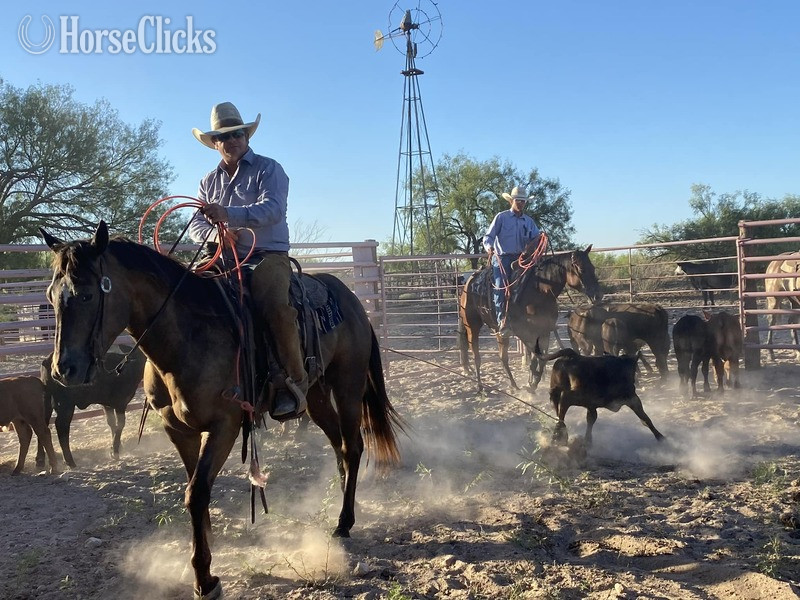 "STARLIGHT TROOPER" Brown Gelding Quarter Horse