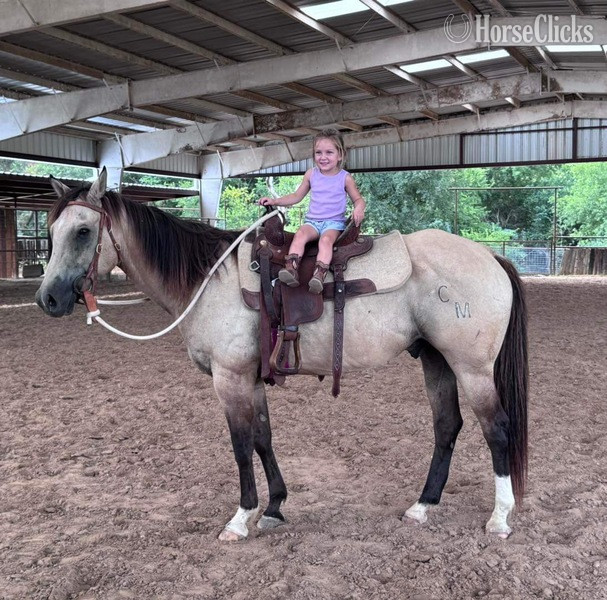 "Wafer" Buckskin Gelding Quarter Horse in Texas