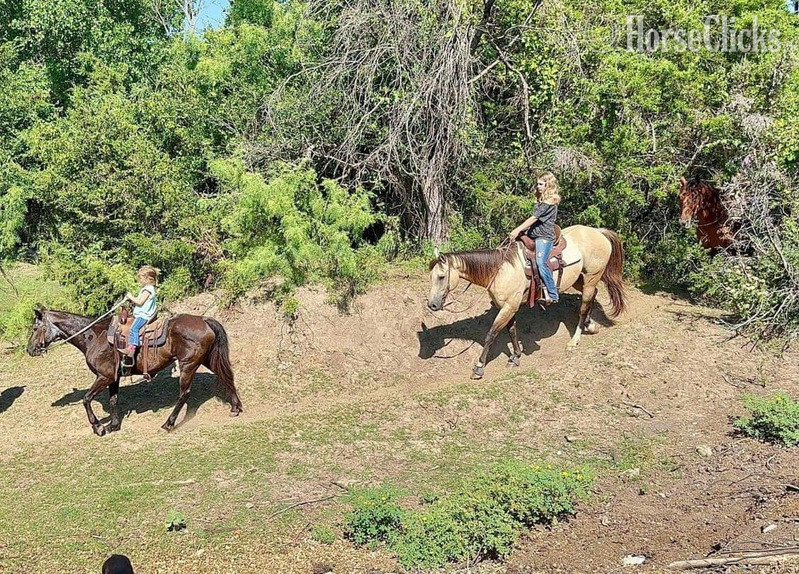 "Wafer" Buckskin Gelding Quarter Horse