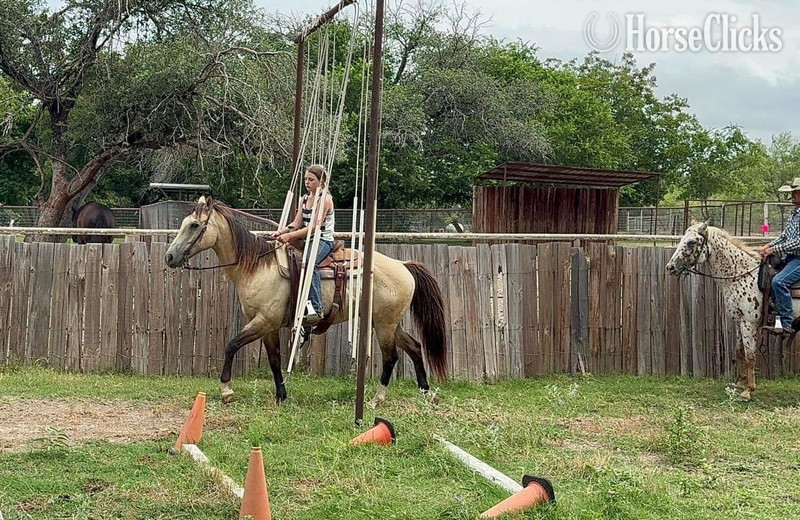 "Wafer" Buckskin Gelding Quarter Horse - Quarter Horse in Texas