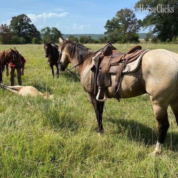 "Wafer" Buckskin Gelding Quarter Horse - Quarter Horse