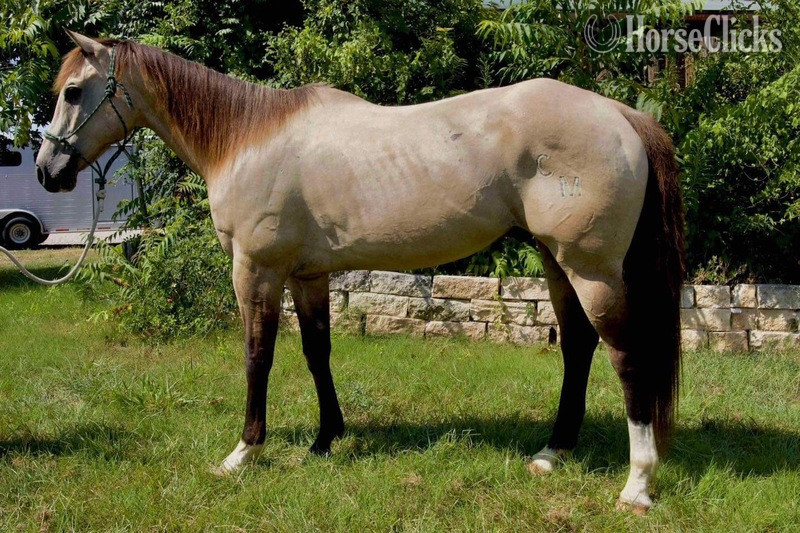 "Wafer" Buckskin Gelding Quarter Horse Texas