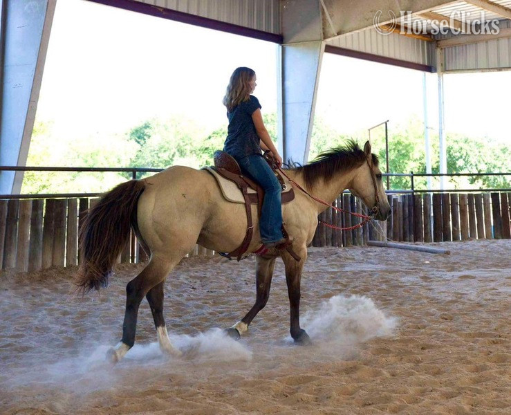 Quarter Horse - "Wafer" Buckskin Gelding Quarter Horse in Texas