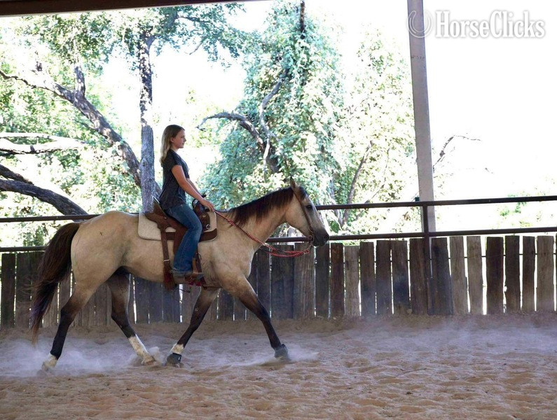 Quarter Horse - "Wafer" Buckskin Gelding Quarter Horse