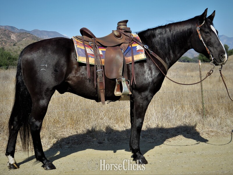 "CASINO" Black Gelding Quarter Horse in California