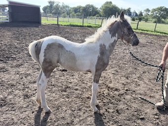 "RBSF Firewalker?s Smokin Ember " Pinto Filly Kentucky Mountain