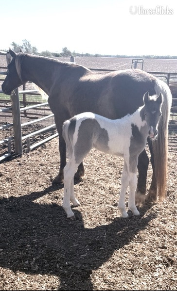 "RBSF Firewalker?s Smokin Ember " Pinto Filly Kentucky Mountain in Kentucky