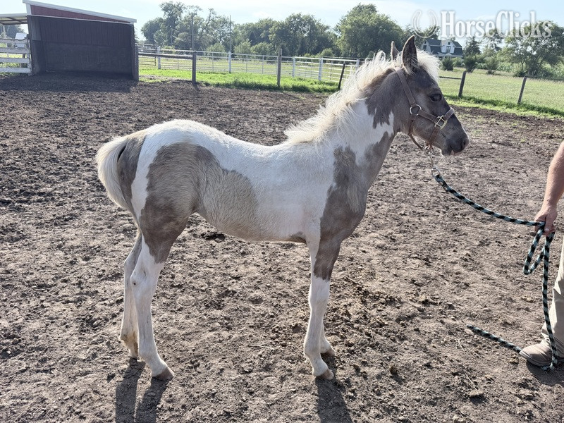 "RBSF Firewalker?s Smokin Ember " Pinto Filly Kentucky Mountain in Kentucky