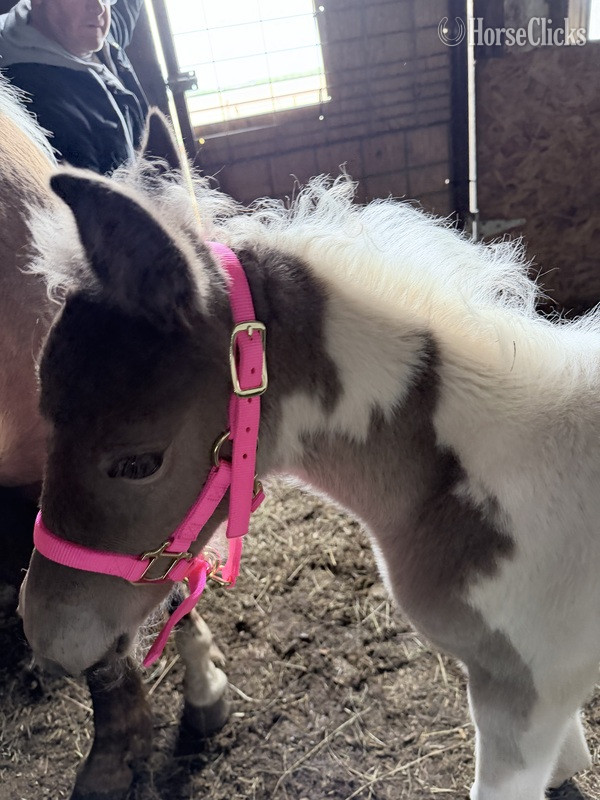 "RBSF Firewalker?s Smokin Ember " Pinto Filly Kentucky Mountain - Kentucky Mountain