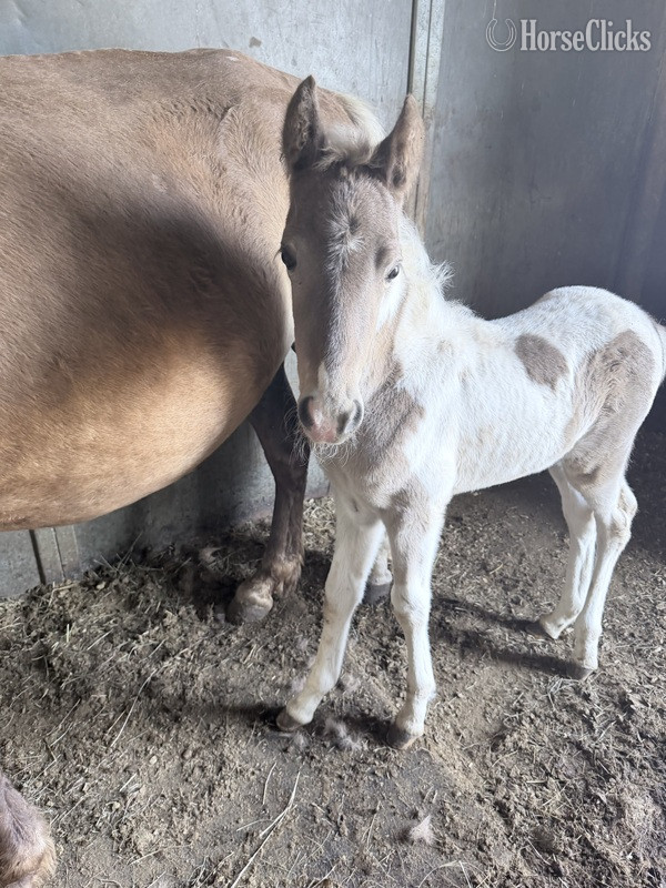 "RBSF Firewalker?s Smokin Ember " Pinto Filly Kentucky Mountain Kentucky