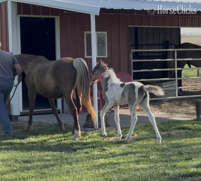 Kentucky Mountain - "RBSF Firewalker?s Smokin Ember " Pinto Filly Kentucky Mountain
