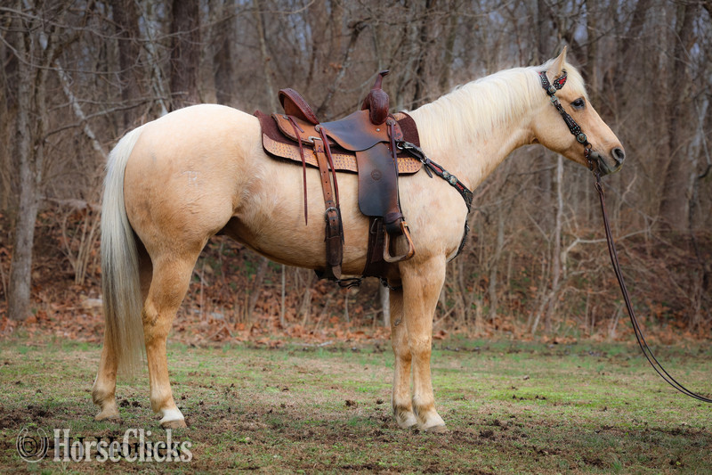 "CC A SURE MADERA" Palomino Gelding Quarter Horse in Kentucky
