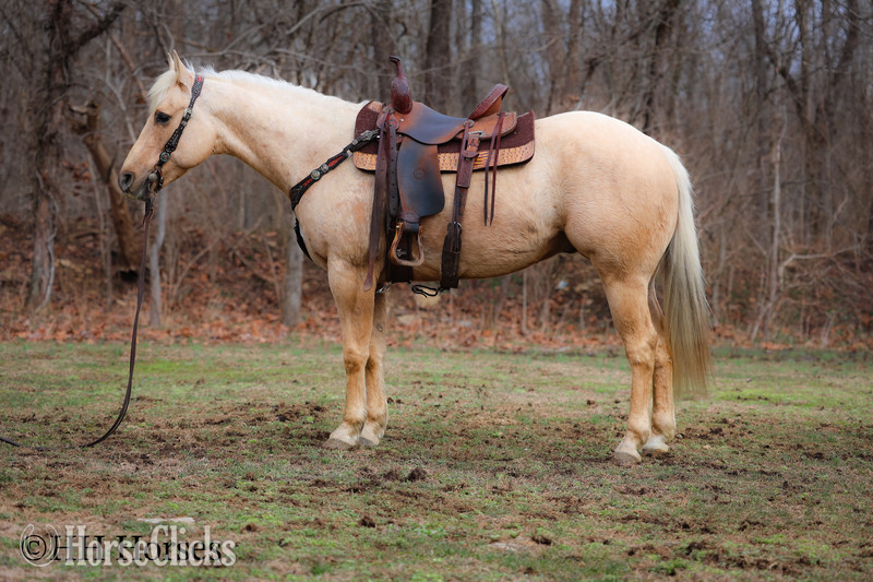 "CC A SURE MADERA" Palomino Gelding Quarter Horse