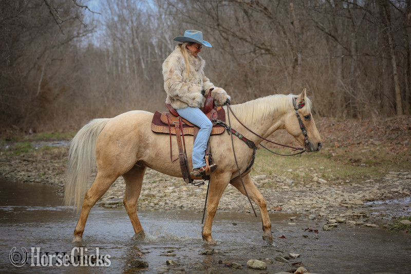 Kentucky "CC A SURE MADERA" Palomino Gelding Quarter Horse