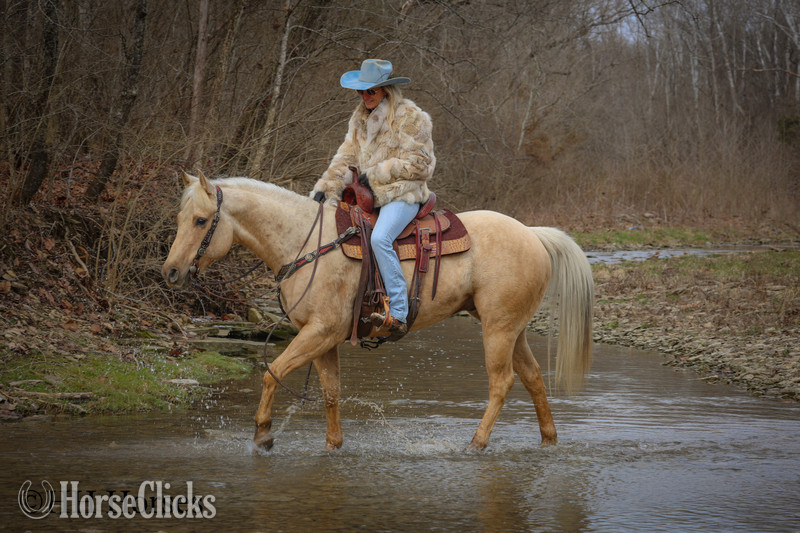 "CC A SURE MADERA" Palomino Gelding Quarter Horse - Quarter Horse in Kentucky