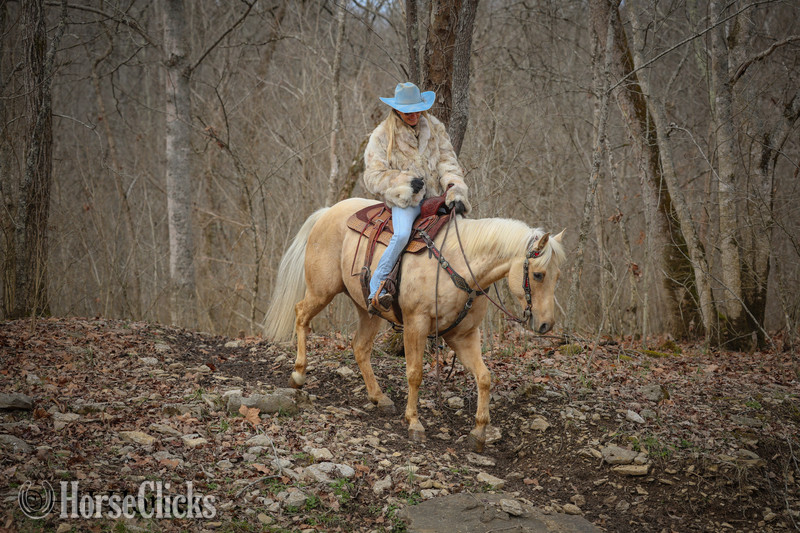 "CC A SURE MADERA" Palomino Gelding Quarter Horse - Quarter Horse