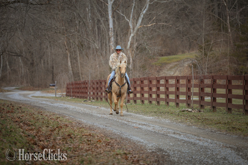 "CC A SURE MADERA" Palomino Gelding Quarter Horse Kentucky