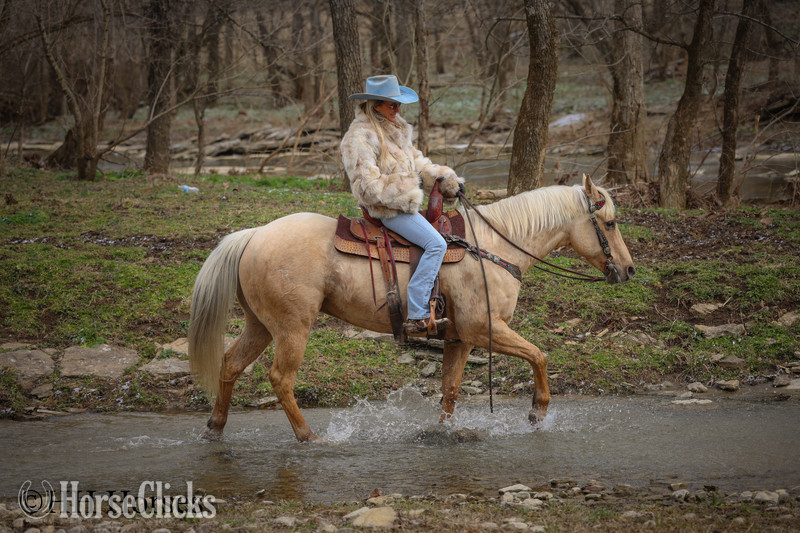 Quarter Horse - "CC A SURE MADERA" Palomino Gelding Quarter Horse in Kentucky