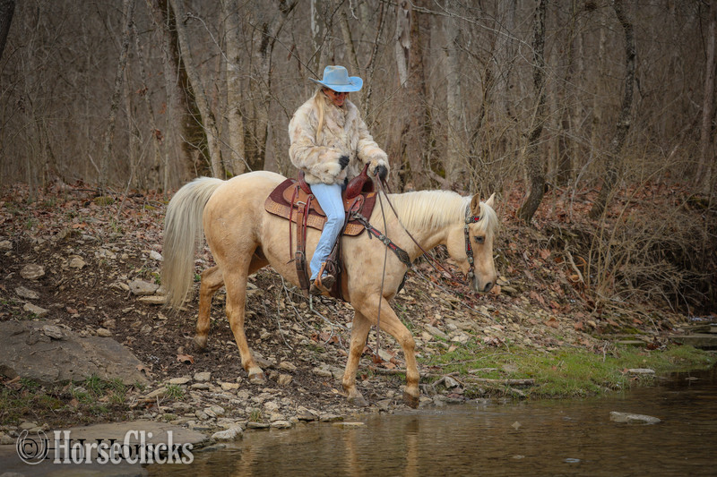 Quarter Horse - "CC A SURE MADERA" Palomino Gelding Quarter Horse