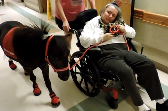 "Mobility Service Horses" Gelding American Miniature