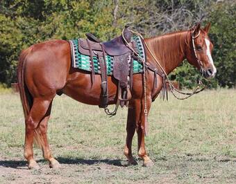 "RUGER" Sorrel Gelding Quarter Horse
