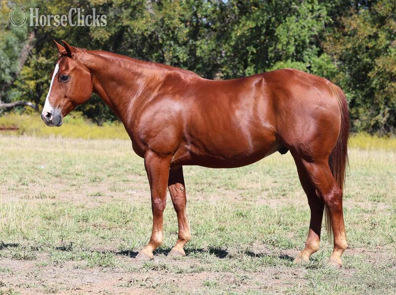 "RUGER" Sorrel Gelding Quarter Horse