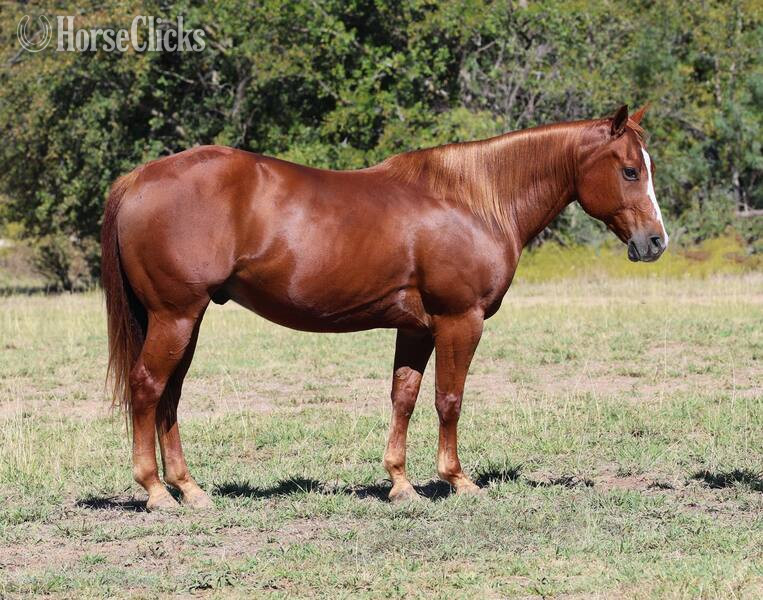 California "RUGER" Sorrel Gelding Quarter Horse