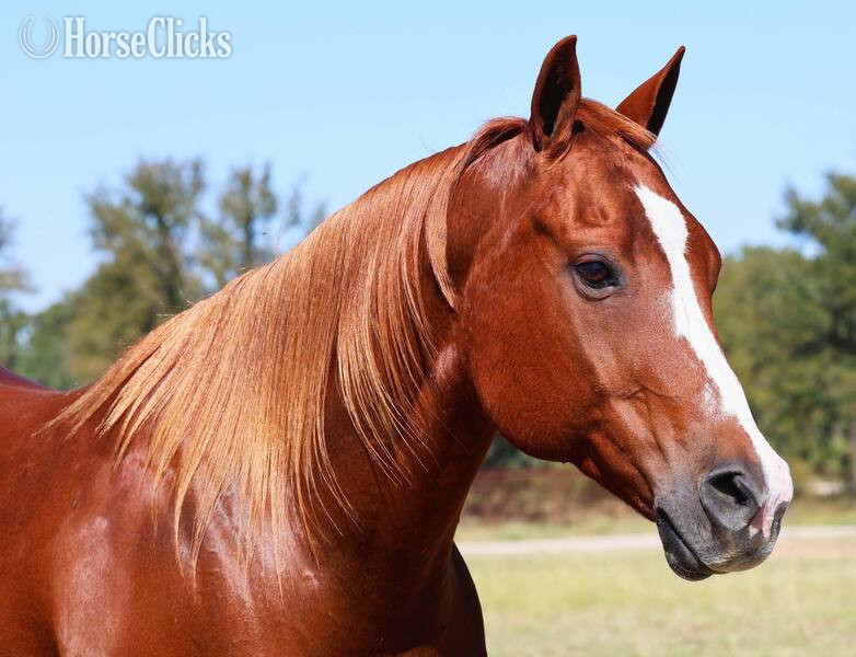 "RUGER" Sorrel Gelding Quarter Horse - Quarter Horse
