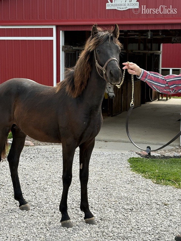 "Colt 45" Black Colt Rocky Mountain in Kentucky