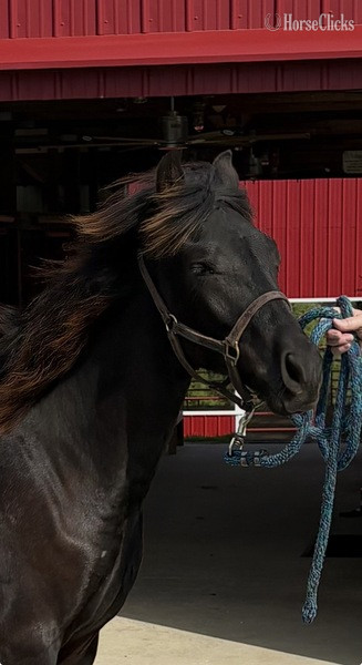 Rocky Mountain - "Colt 45" Black Colt Rocky Mountain