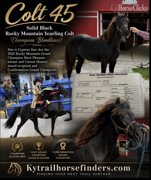 "Colt 45" Black Colt Rocky Mountain in Kentucky