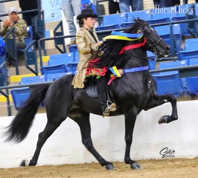 "Colt 45" Black Colt Rocky Mountain