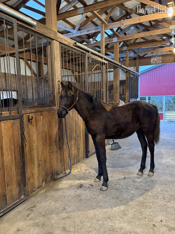 "Colt 45" Black Colt Rocky Mountain - Rocky Mountain in Kentucky